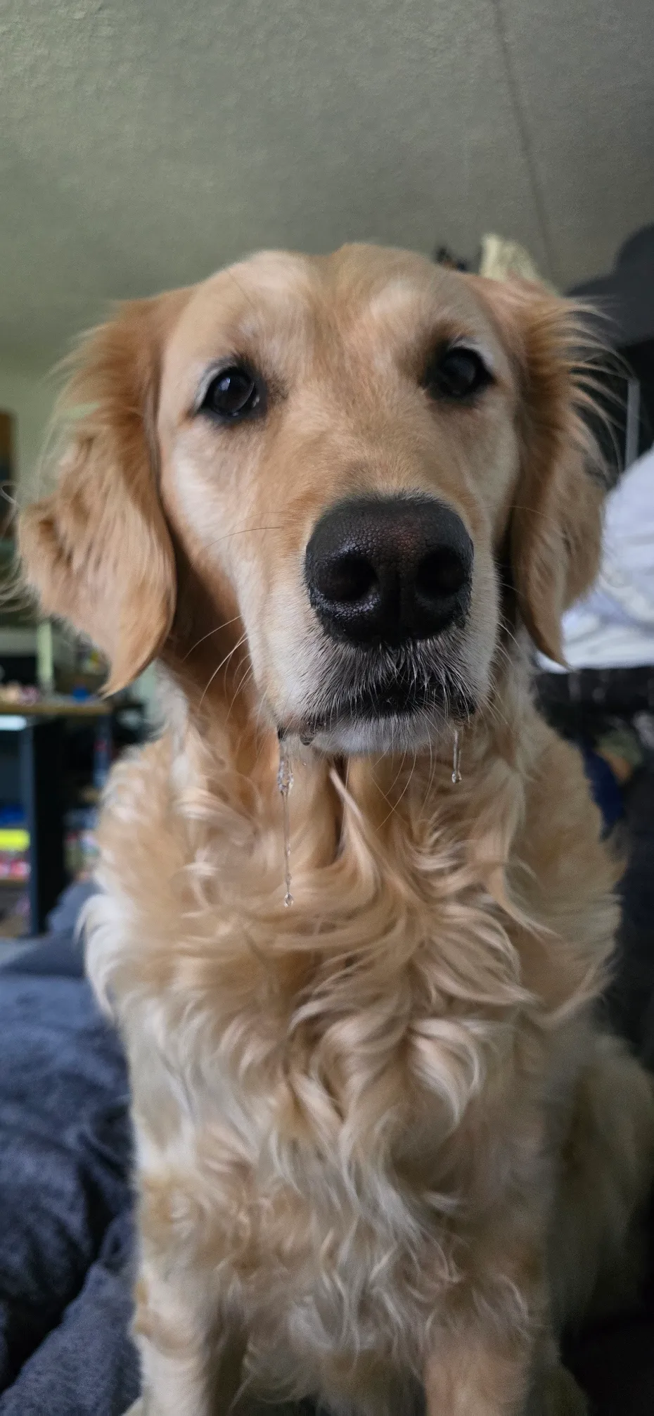 Nessie, a golden retriever, resting close to the camera